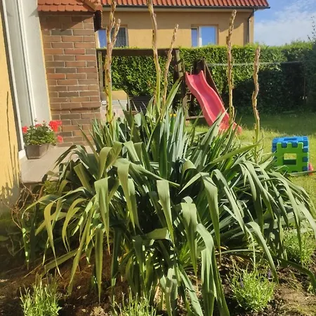 Tasmania * Sianozety