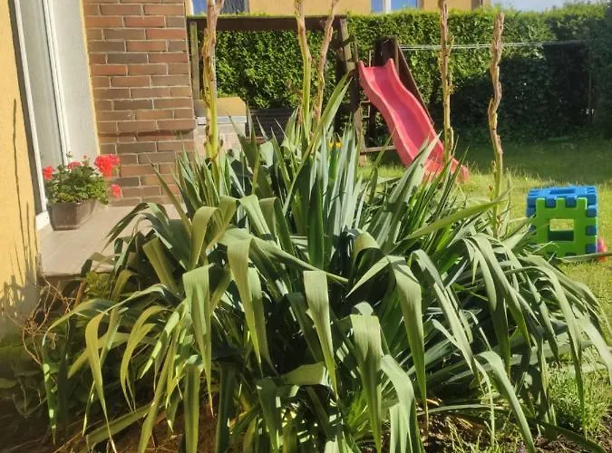 Tasmania * Sianozety